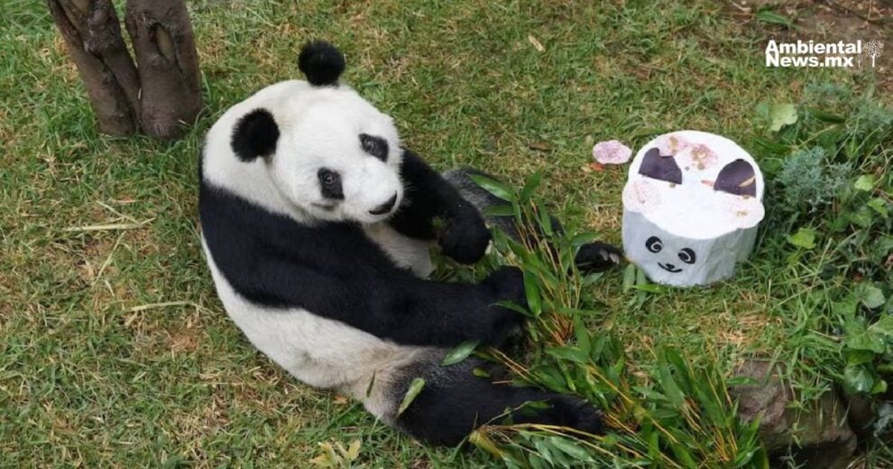 Xin Xin cumple 35 anos convocan concurso para celebrar a la ultima panda gigante de Mexico