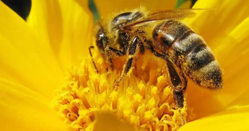 El cambio climático acelera: abejas, peces y plantas no pueden seguir el ritmo 11 abejas