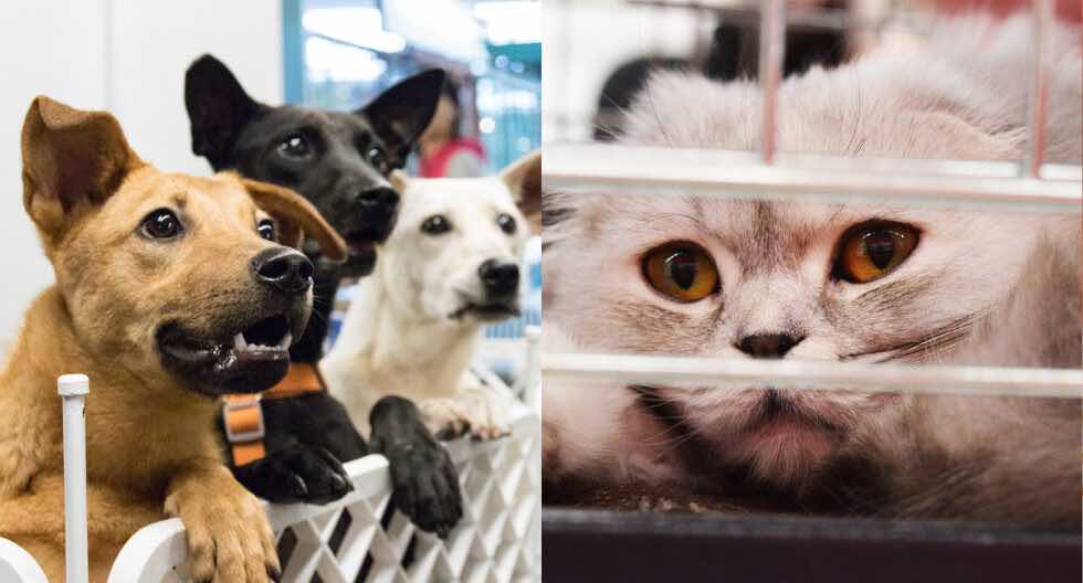 Nuevo Laredo: Feria que une corazones y hogares para perros y gatos rescatados 11 perros y gatos rescatados