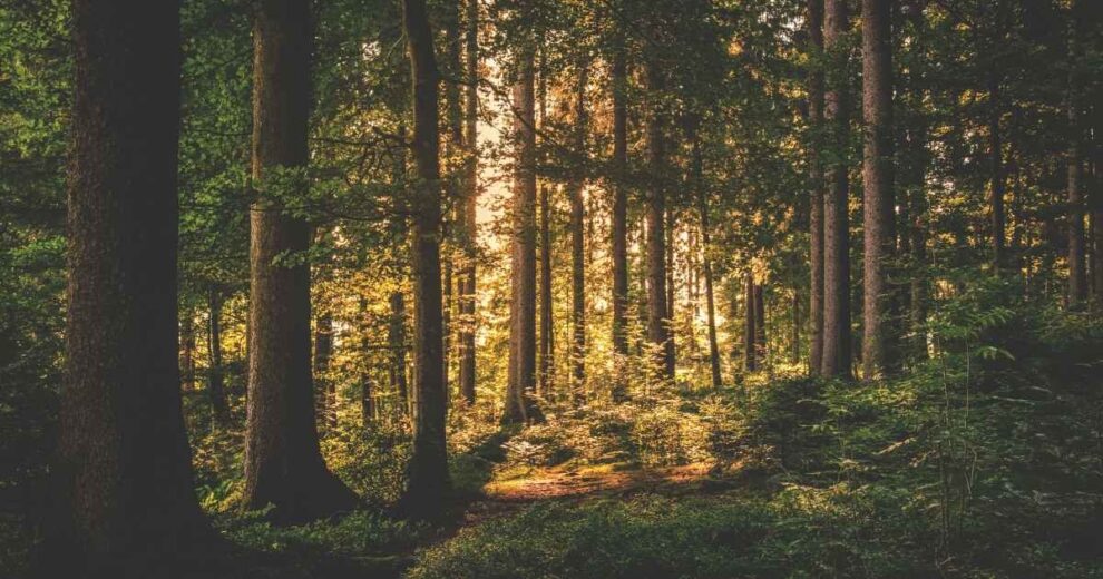 Comisión del Senado aprueba reformas en materia de cambio climático y ecosistemas forestales 11 ecosistemas forestales