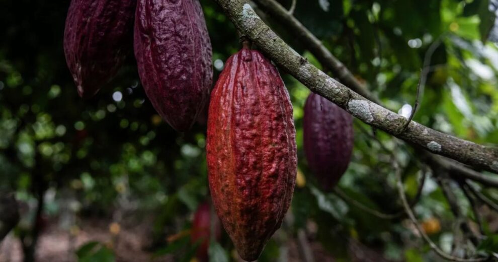 La biodiversidad y el clima ponen en jaque al cacao, café y trigo que importa Europa 11 cacao