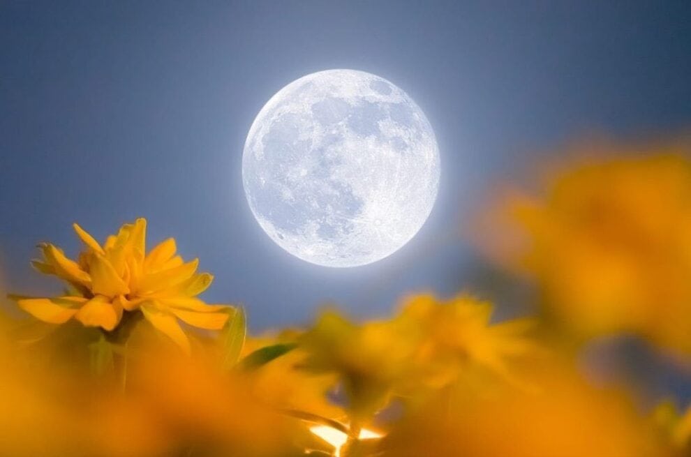 Luna de Flores 2025: el cielo se engalana con la última microluna del año 11 Luna de Flores 2025