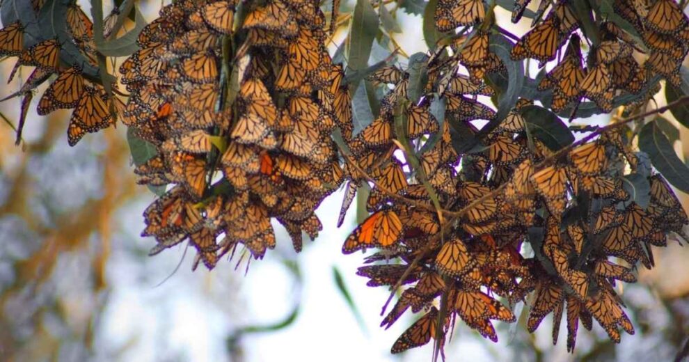 Controlan incendio cercano al santuario de la mariposa monarca 11 mariposa monarca