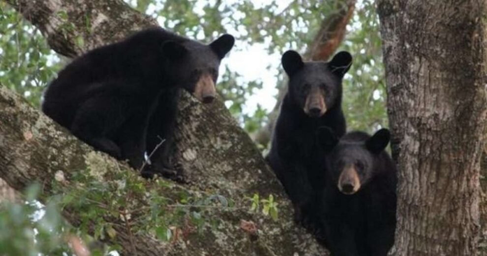 Cazar osos en Florida: ¿Solución o amenaza para la biodiversidad? 11 oso negro