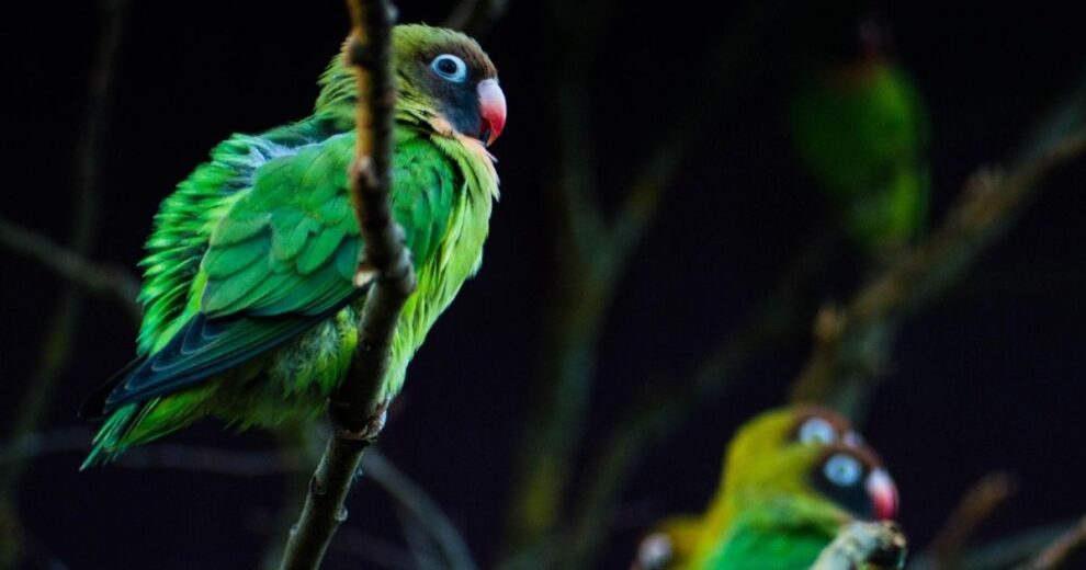 Aves en apuros: ni siquiera volando escapan del impacto del cambio climático 11 Aves en apuros