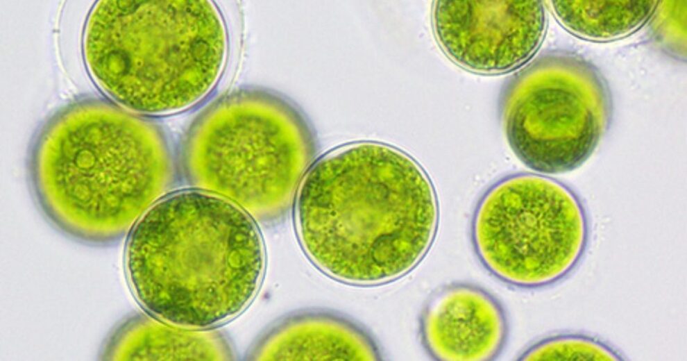 Microalgas y tecnología verde: soluciones reales para descontaminar el agua 11 Microalgas