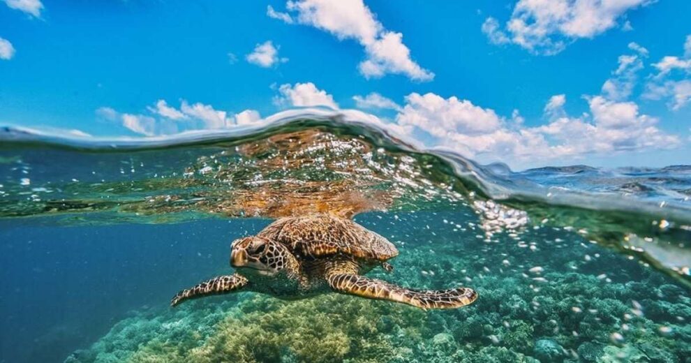 Cambio climático: la tercera gran amenaza para la fauna silvestre, según nuevo estudio internacional 11 fauna silvestre