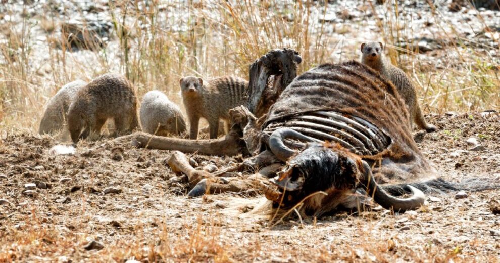 El cambio climático se consolida como la tercera gran amenaza para la vida silvestre 11 vida silvestre