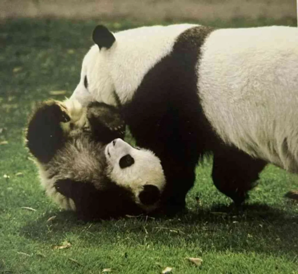 50 años de panda