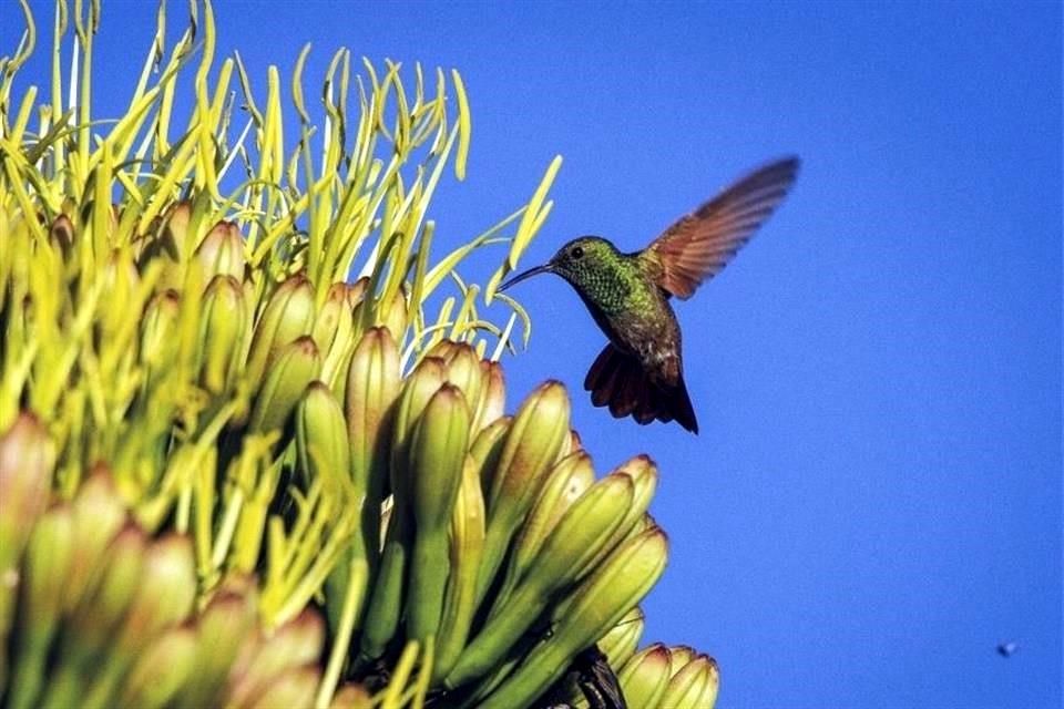 Polinizadores: héroes de la naturaleza en Edomex 11 Polinizadores