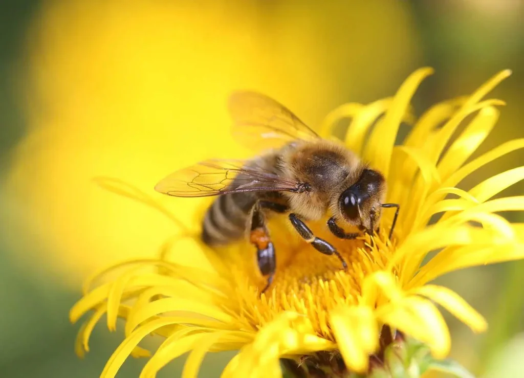 abeja en una flor amarilla