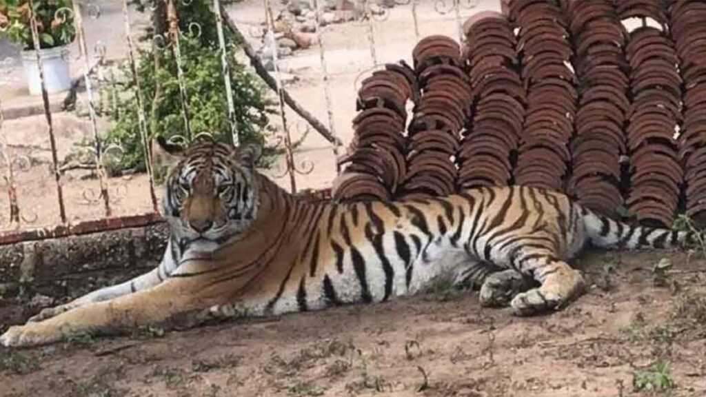 Abandono de un tigre de Bengala en Edomex