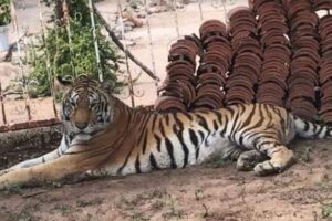 Abandono de un tigre de Bengala en Edomex
