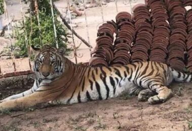 Abandono de un tigre de Bengala en Edomex