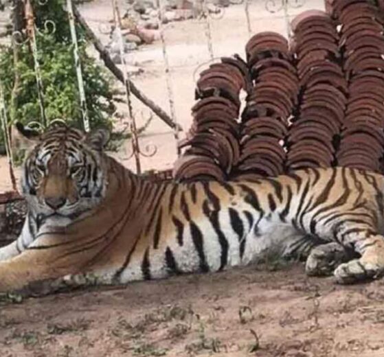 Abandono de un tigre de Bengala en Edomex