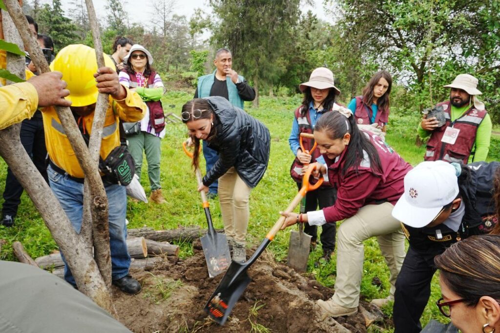 Alarmante reforestacion