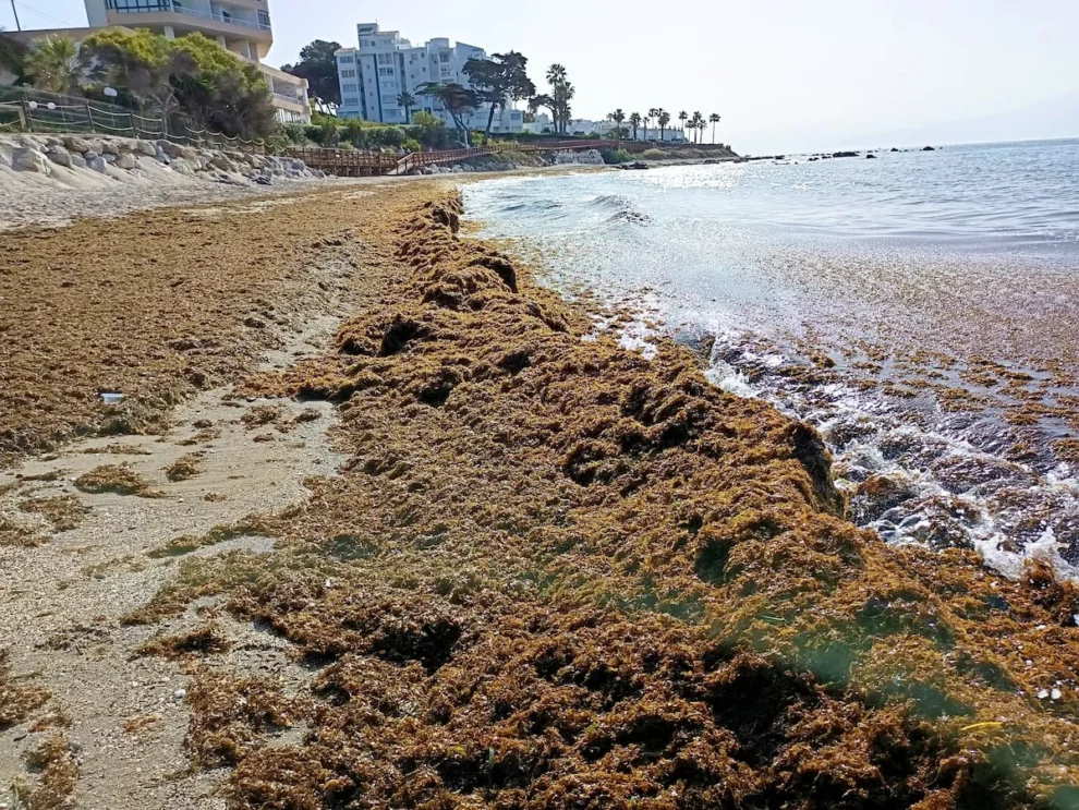 Algas japonesas conquistan la costera española 11 Algas japonesas