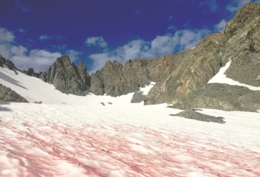 Algas rojas en la Antártida