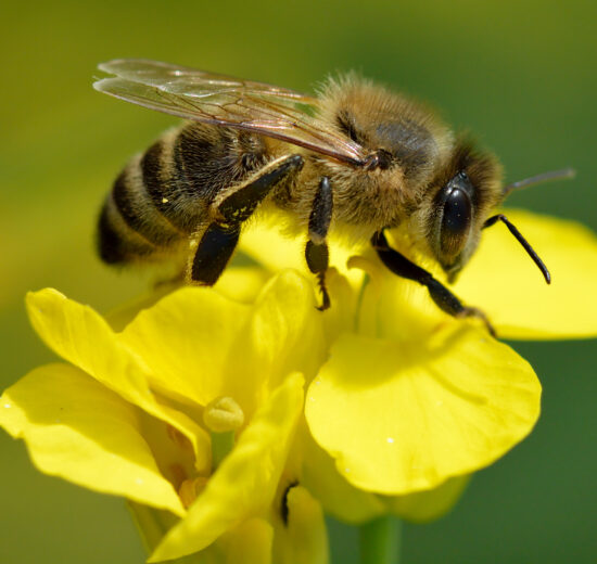 abeja melipona