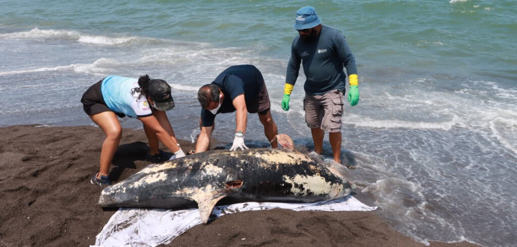 Delfín en descomposición en costas de Veracruz, no se debe a lo ocurrido en Dos Bocas 11 delfín