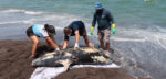 Delfín en descomposición en costas de Veracruz, no se debe a lo ocurrido en Dos Bocas 3 delfín