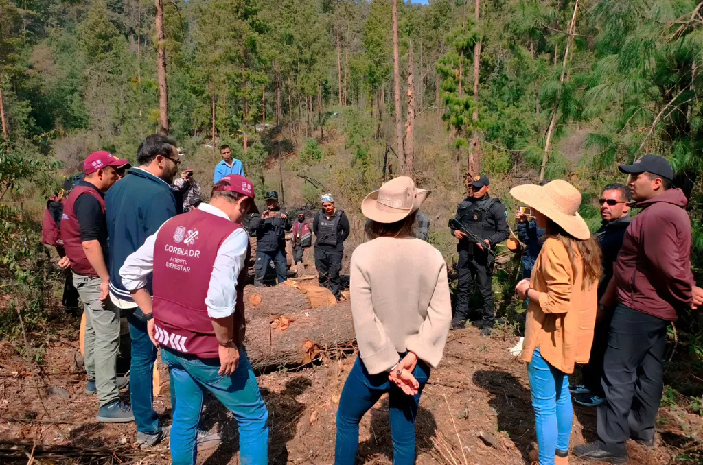 Coordinación federal logra frenar tala ilegal en el Bosque de Agua 11 Bosque de Agua