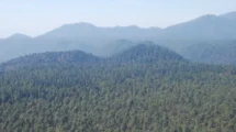 La resiliencia de los bosques mexicanos ante incendios extremos