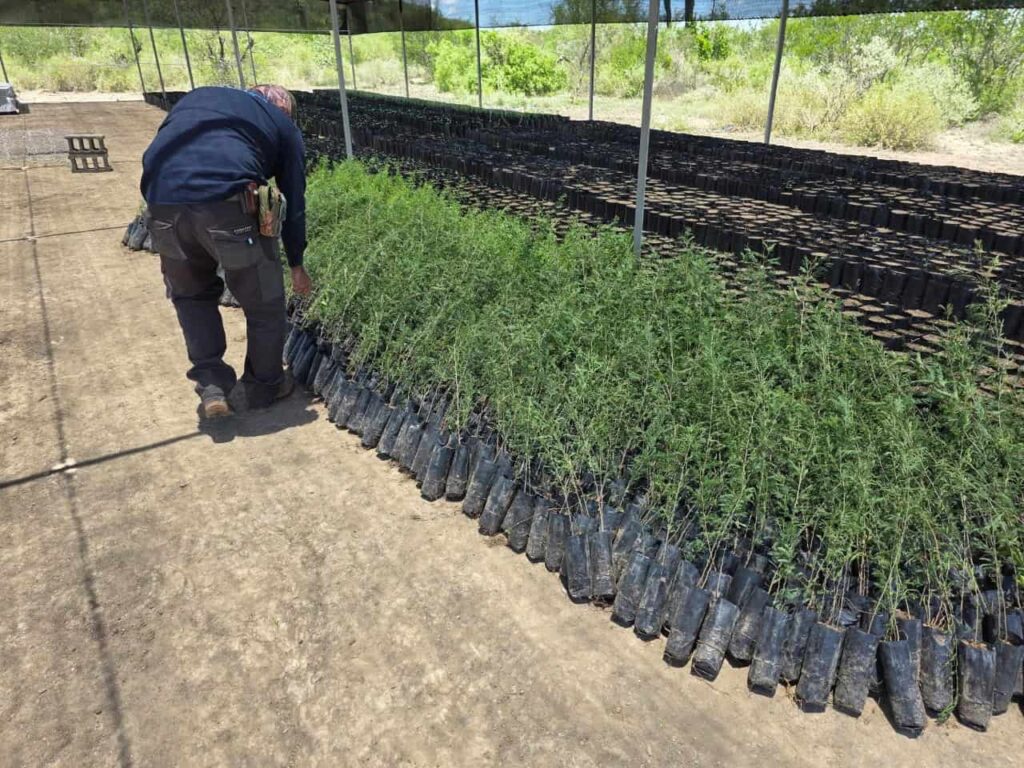 Cadereyta se recupera con plan de reforestación con 45,300 árboles nativos 11 Cadereyta