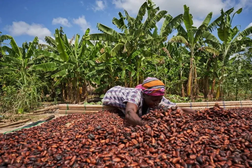 Cambio climático pone al chocolate en riesgo: precios al alza y cosechas amenazadas 11 chocolate