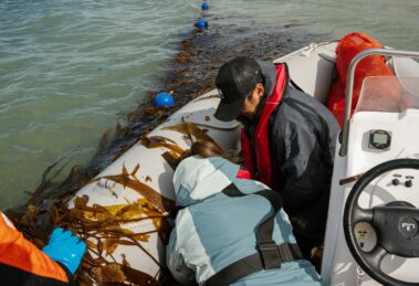 Cosecha de algas Foto Ailin Peirone