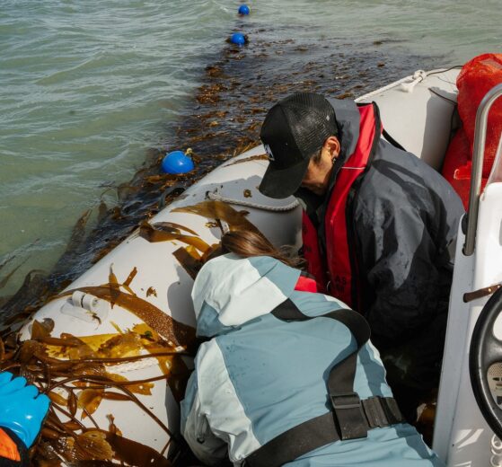 Oro verde en el Atlántico: Santa Cruz concreta su primera cosecha sustentable de algas 14 Cosecha de algas Foto Ailin Peirone