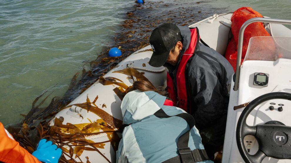 Cosecha de algas Foto Ailin Peirone