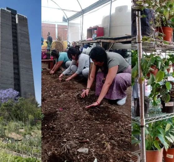Cultivar en la ciudad