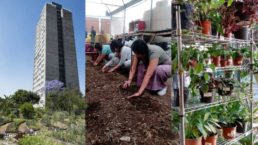 Cultivar en la ciudad