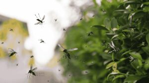Deforestación en la Mata Atlántica empuja a mosquitos silvestres