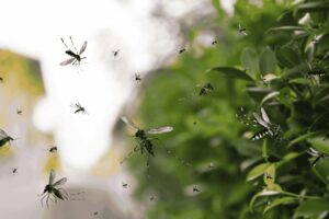 Deforestación en la Mata Atlántica empuja a mosquitos silvestres