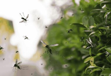 Deforestación en la Mata Atlántica empuja a mosquitos silvestres