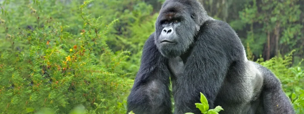Día Mundial del Gorila: reflexión y conciencia ambiental 10 Día Mundial del Gorila: reflexión y conciencia ambienta