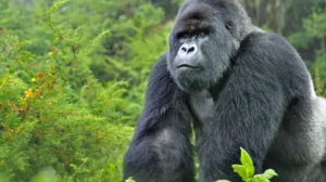 Día Mundial del Gorila: reflexión y conciencia ambienta