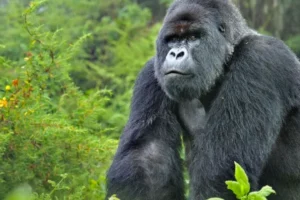 Día Mundial del Gorila: reflexión y conciencia ambienta