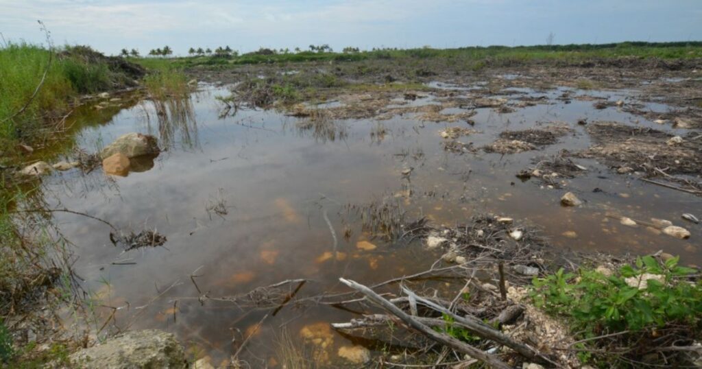 El crecimiento que se cobra al medio ambiente 11 El crecimiento que se cobra al medio ambiente