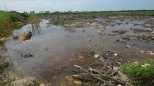 El crecimiento que se cobra al medio ambiente