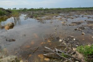 El crecimiento que se cobra al medio ambiente