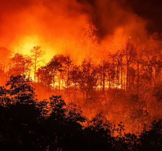 Incendios forestales en diciembre: ¿nuevo patrón climático? 12 Incendios forestales en diciembre: