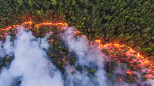 Incendios forestales en Bielorrusia