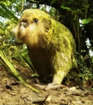 El kakapo, mejor conocido como el loro nocturno gigante de Nueva Zelanda, vuelve a la crianza después de 4 años 4 kakapooo