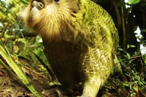 kakapooo