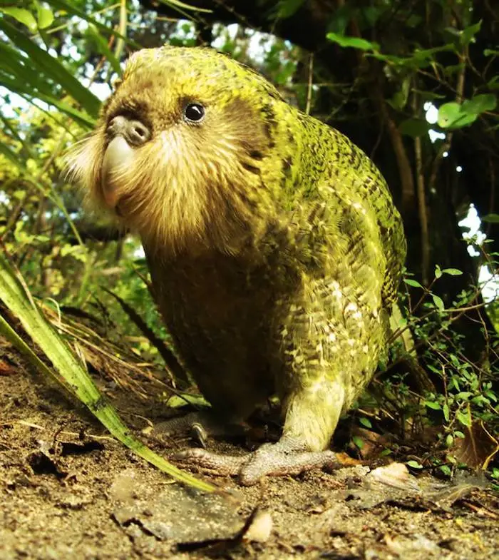 El kakapo, mejor conocido como el loro nocturno gigante de Nueva Zelanda, vuelve a la crianza después de 4 años 10 kakapooo