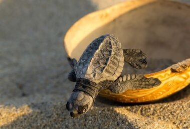 liberación de tortugas