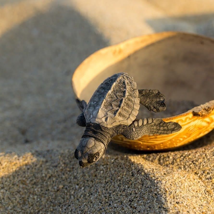 Eco_Bahia una fundación que ayuda a proteger la naturaleza 10 liberación de tortugas